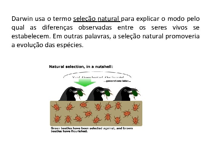Darwin usa o termo seleção natural para explicar o modo pelo qual as diferenças