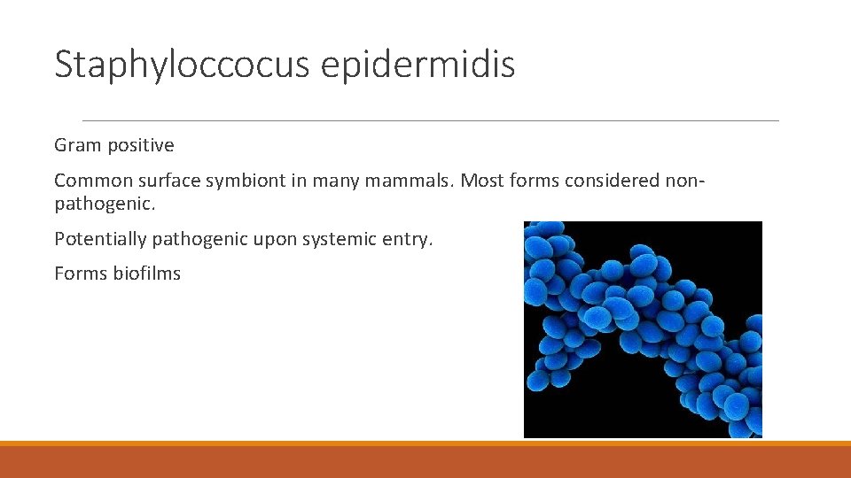 Staphyloccocus epidermidis Gram positive Common surface symbiont in many mammals. Most forms considered nonpathogenic. Staphyloccocus epidermidis Gram positive Common surface symbiont in many mammals. Most forms considered nonpathogenic.