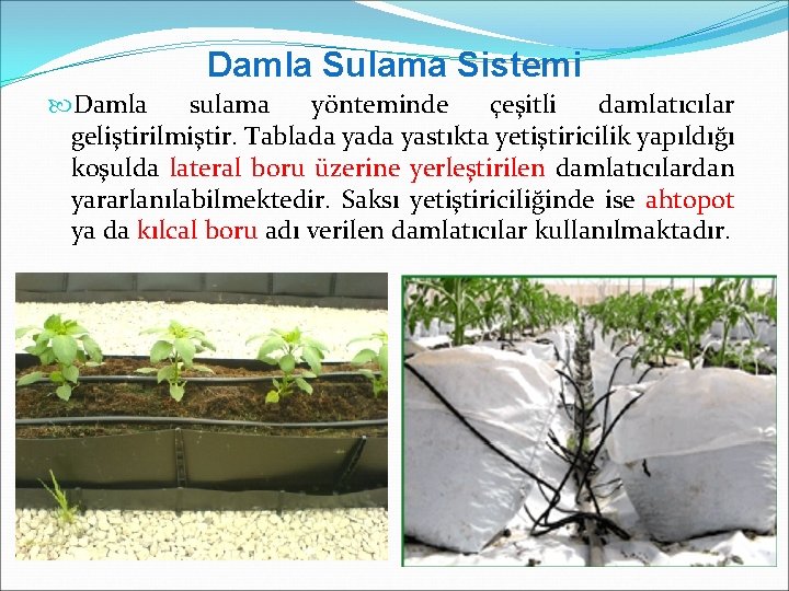 Damla Sulama Sistemi Damla sulama yönteminde çeşitli damlatıcılar geliştirilmiştir. Tablada yastıkta yetiştiricilik yapıldığı koşulda