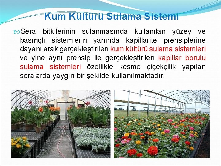  Kum Kültürü Sulama Sistemi Sera bitkilerinin sulanmasında kullanılan yüzey ve basınçlı sistemlerin yanında