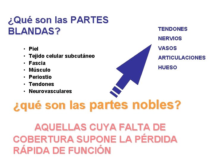 ¿Qué son las PARTES BLANDAS? • • Piel Tejido celular subcutáneo Fascia Músculo Periostio