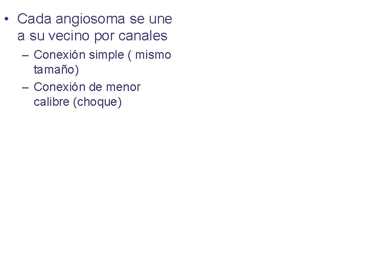  • Cada angiosoma se une a su vecino por canales – Conexión simple