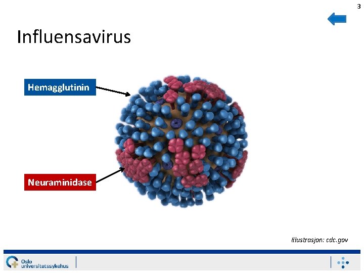 3 Influensavirus Hemagglutinin Neuraminidase Illustrasjon: cdc. gov 
