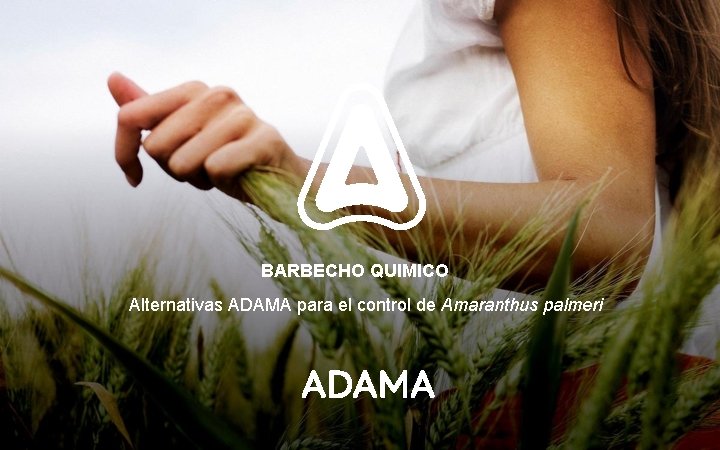 BARBECHO QUIMICO Alternativas ADAMA para el control de Amaranthus palmeri 