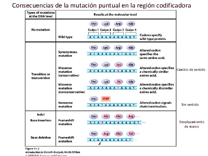 Consecuencias de la mutación puntual en la región codificadora Cambio de sentido Sin sentido