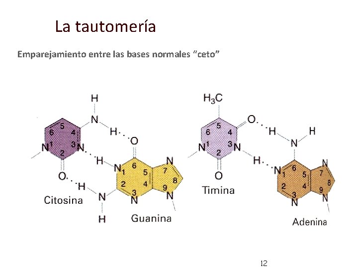 La tautomería Emparejamiento entre las bases normales “ceto” 12 