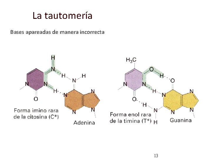 La tautomería Bases apareadas de manera incorrecta 13 