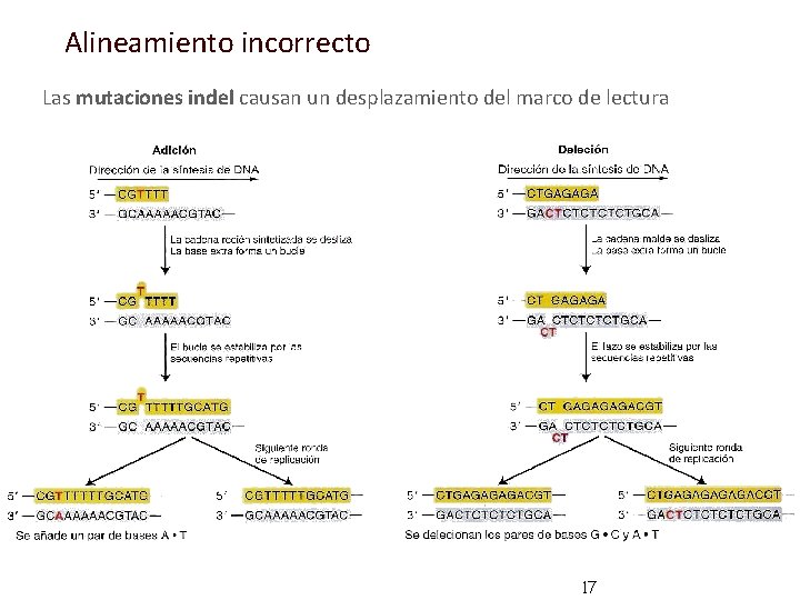 Alineamiento incorrecto Las mutaciones indel causan un desplazamiento del marco de lectura 17 