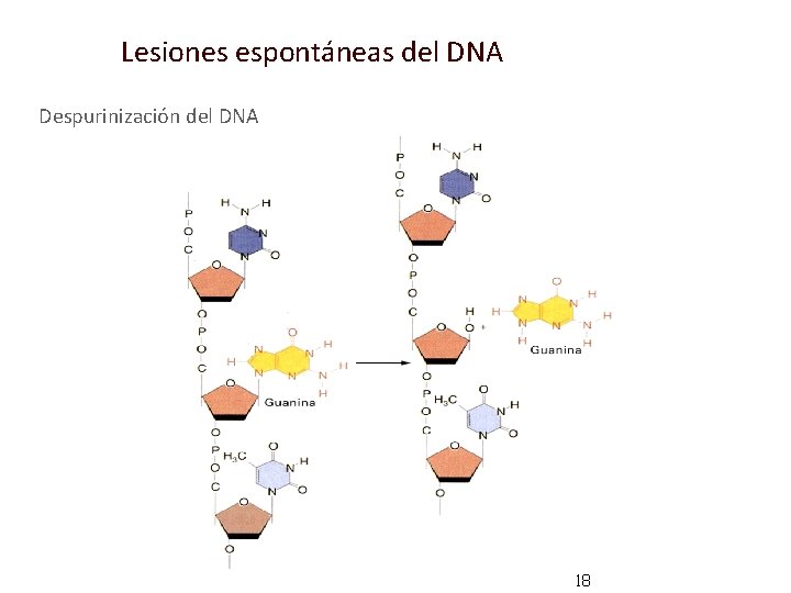 Lesiones espontáneas del DNA Despurinización del DNA 18 Lesiones espontáneas del DNA Despurinización del DNA 18