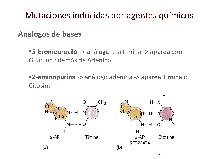 Mutaciones inducidas por agentes químicos Análogos de bases § 5 -bromouracilo -> análogo a