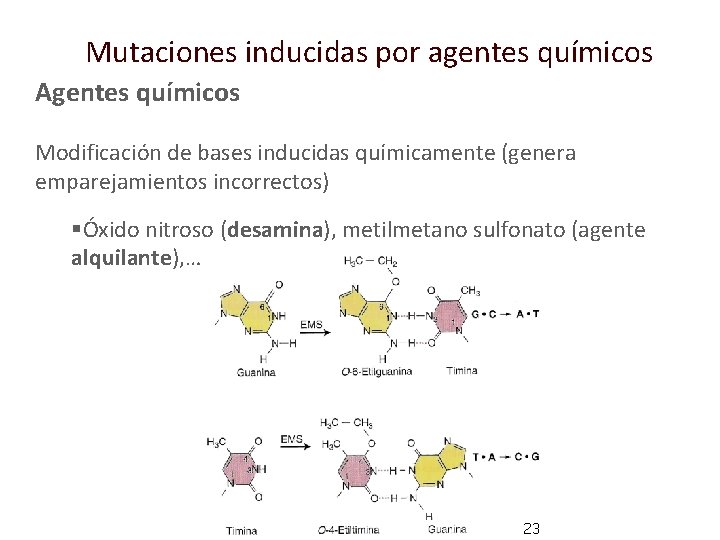 Mutaciones inducidas por agentes químicos Agentes químicos Modificación de bases inducidas químicamente (genera emparejamientos