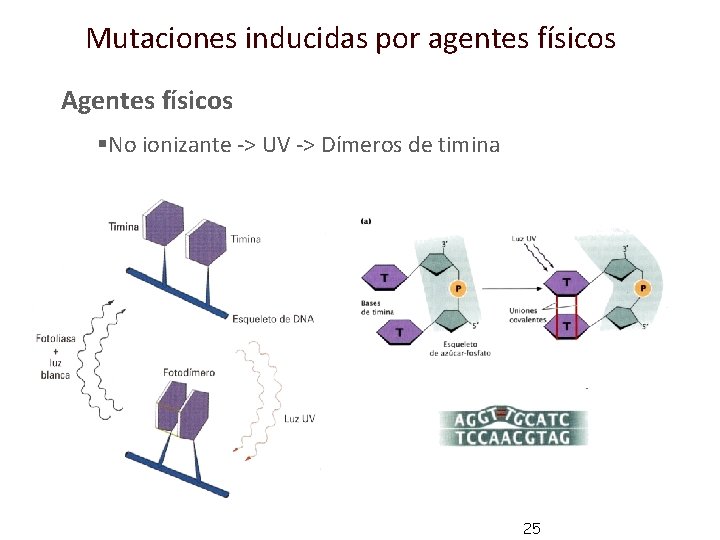 Mutaciones inducidas por agentes físicos Agentes físicos §No ionizante -> UV -> Dímeros de Mutaciones inducidas por agentes físicos Agentes físicos §No ionizante -> UV -> Dímeros de