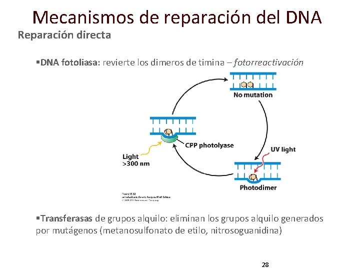 Mecanismos de reparación del DNA Reparación directa §DNA fotoliasa: revierte los dimeros de timina