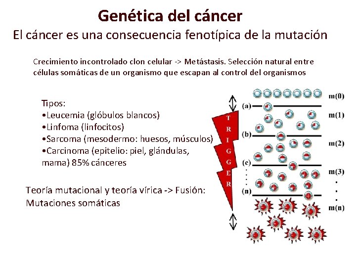 Genética del cáncer El cáncer es una consecuencia fenotípica de la mutación Crecimiento incontrolado Genética del cáncer El cáncer es una consecuencia fenotípica de la mutación Crecimiento incontrolado