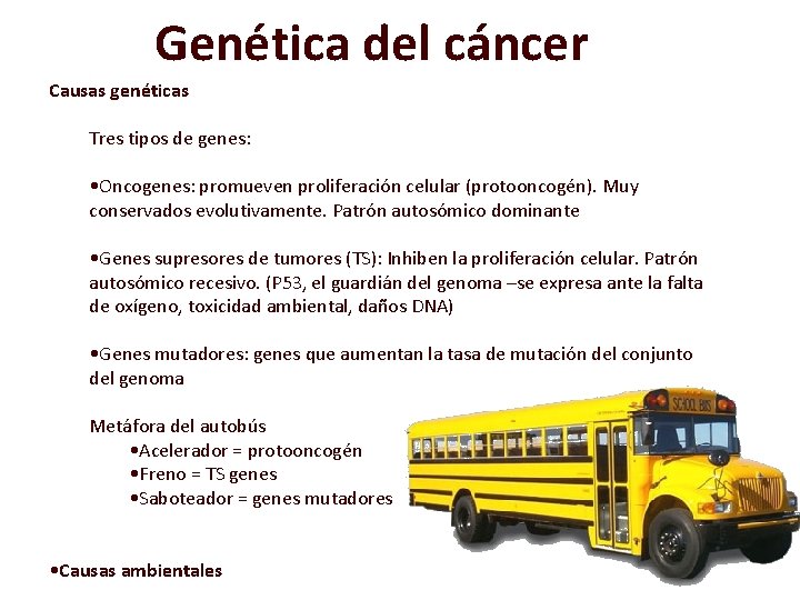 Genética del cáncer Causas genéticas Tres tipos de genes: • Oncogenes: promueven proliferación celular