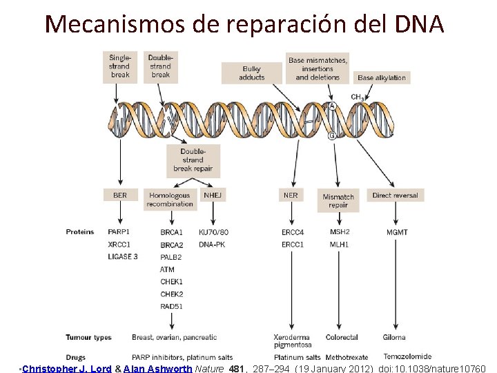 Mecanismos de reparación del DNA 4 doi: 10. 1038/nature 10760 • Christopher J. Lord