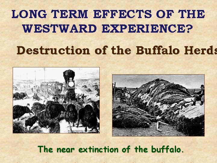 LONG TERM EFFECTS OF THE WESTWARD EXPERIENCE? Destruction of the Buffalo Herds The near