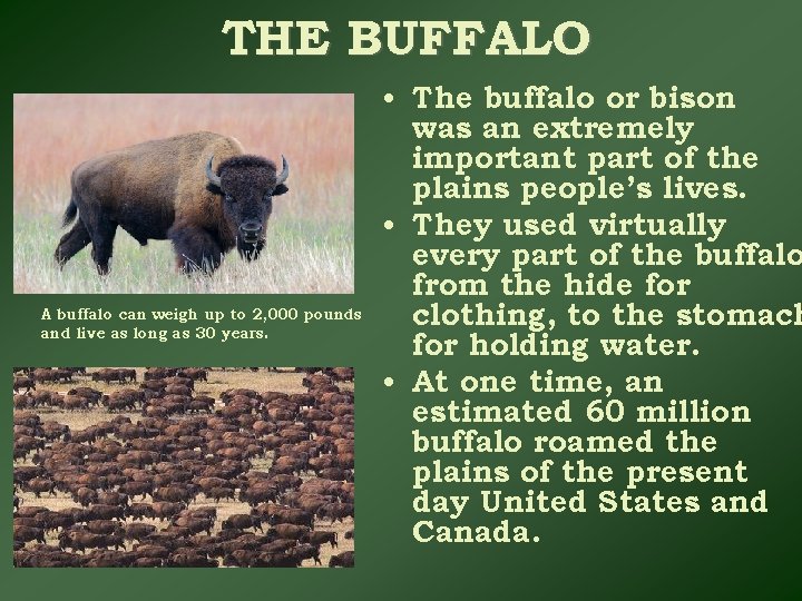 THE BUFFALO A buffalo can weigh up to 2, 000 pounds and live as