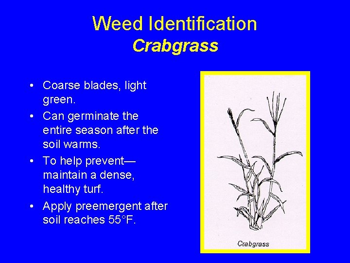 Weed Identification Crabgrass • Coarse blades, light green. • Can germinate the entire season