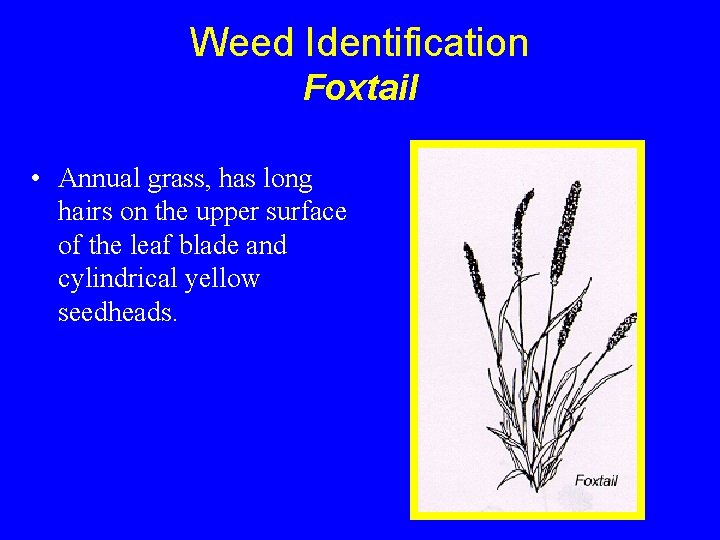 Weed Identification Foxtail • Annual grass, has long hairs on the upper surface of