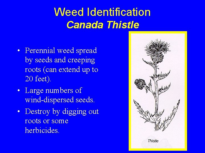 Weed Identification Canada Thistle • Perennial weed spread by seeds and creeping roots (can