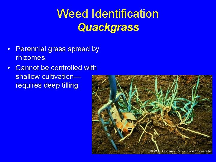 Weed Identification Quackgrass • Perennial grass spread by rhizomes. • Cannot be controlled with