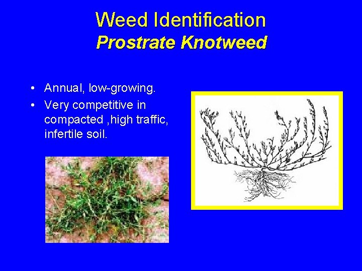 Weed Identification Prostrate Knotweed • Annual, low-growing. • Very competitive in compacted , high