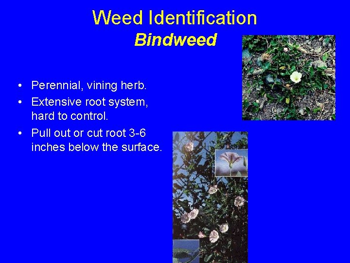 Weed Identification Bindweed • Perennial, vining herb. • Extensive root system, hard to control.