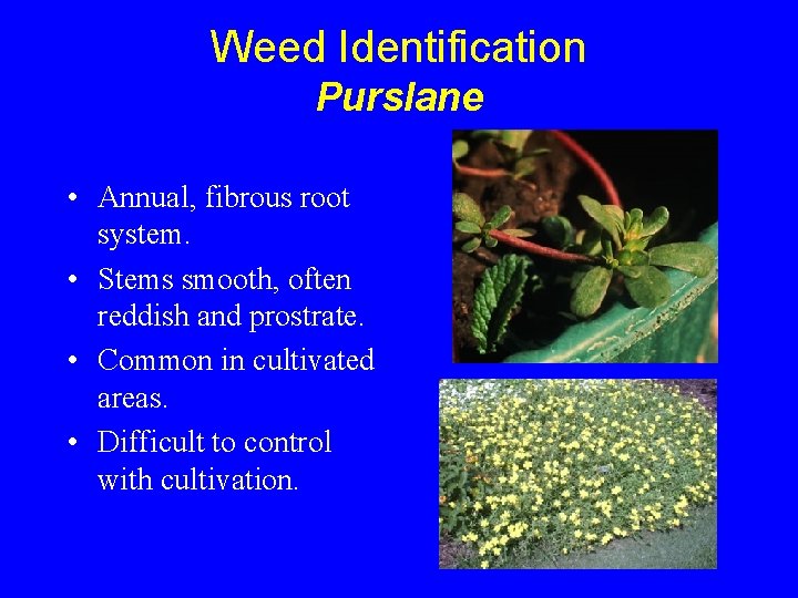 Weed Identification Purslane • Annual, fibrous root system. • Stems smooth, often reddish and