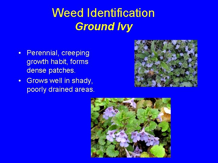 Weed Identification Ground Ivy • Perennial, creeping growth habit, forms dense patches. • Grows