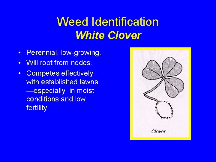Weed Identification White Clover • Perennial, low-growing. • Will root from nodes. • Competes