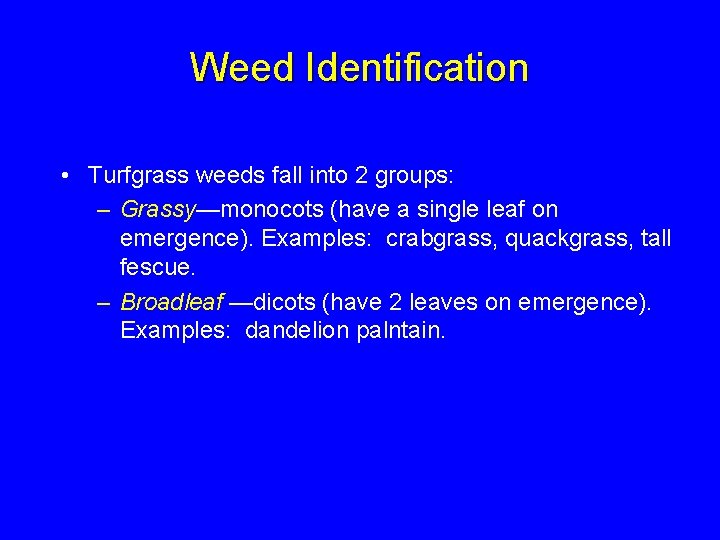 Weed Identification • Turfgrass weeds fall into 2 groups: – Grassy—monocots (have a single