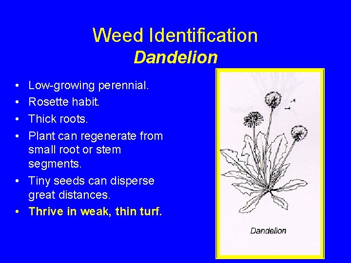 Weed Identification Dandelion • • Low-growing perennial. Rosette habit. Thick roots. Plant can regenerate