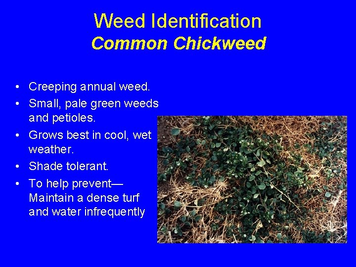 Weed Identification Common Chickweed • Creeping annual weed. • Small, pale green weeds and