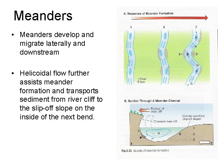 Meanders • Meanders develop and migrate laterally and downstream • Helicoidal flow further assists