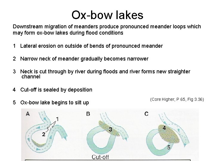 Ox-bow lakes Downstream migration of meanders produce pronounced meander loops which may form ox-bow