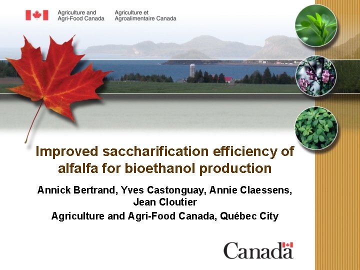 Improved saccharification efficiency of alfalfa for bioethanol production Annick Bertrand, Yves Castonguay, Annie Claessens,
