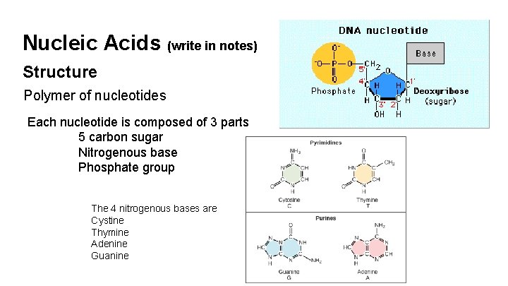 Nucleic Acids (write in notes) Structure Polymer of nucleotides Each nucleotide is composed of