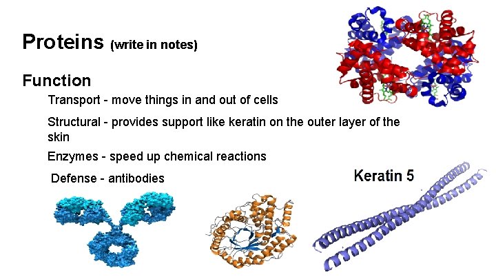 Proteins (write in notes) Function Transport - move things in and out of cells