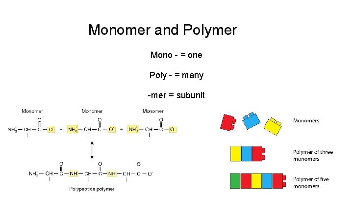 Monomer and Polymer Mono - = one Poly - = many -mer = subunit