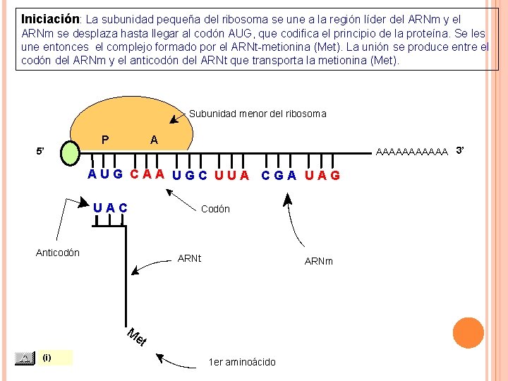Iniciación: La subunidad pequeña del ribosoma se une a la región líder del ARNm