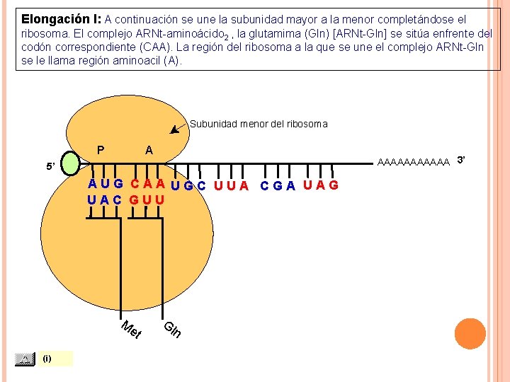 Elongación I: A continuación se une la subunidad mayor a la menor completándose el