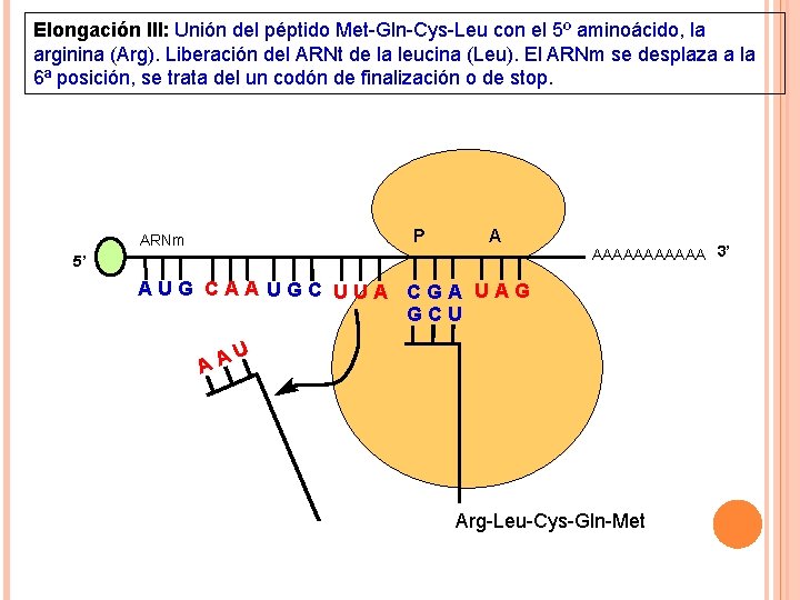 Elongación III: Unión del péptido Met-Gln-Cys-Leu con el 5º aminoácido, la arginina (Arg). Liberación