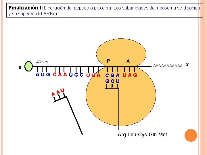 Finalización I: Liberación del péptido o proteína. Las subunidades del ribosoma se disocian y