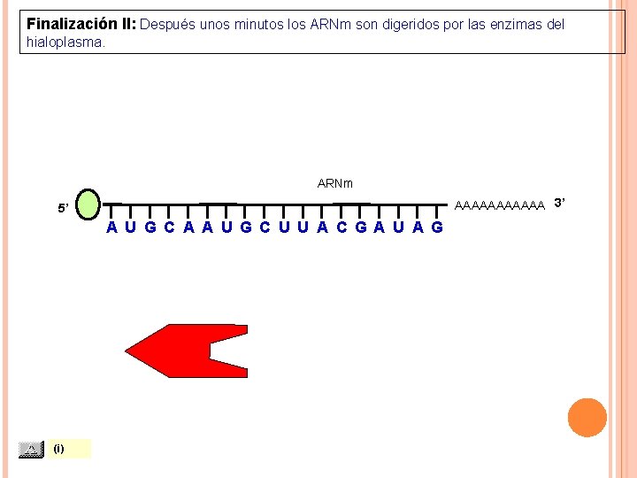 Finalización II: Después unos minutos los ARNm son digeridos por las enzimas del hialoplasma.