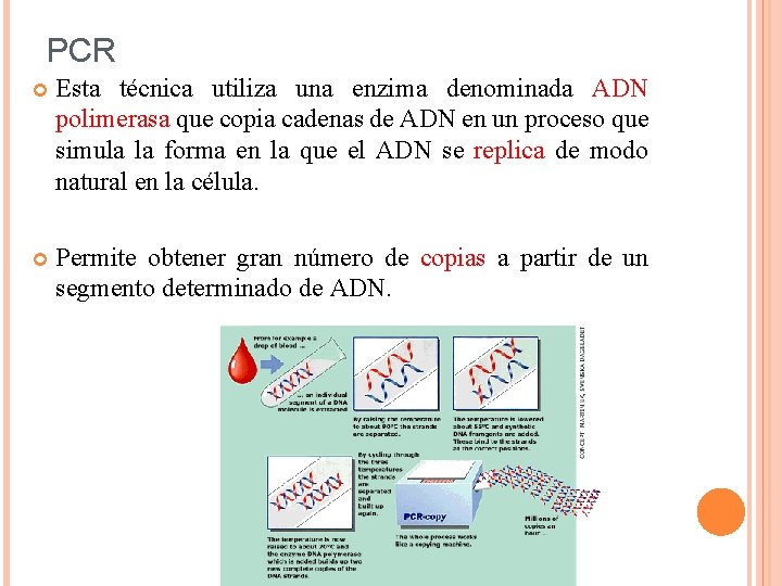 PCR Esta técnica utiliza una enzima denominada ADN polimerasa que copia cadenas de ADN