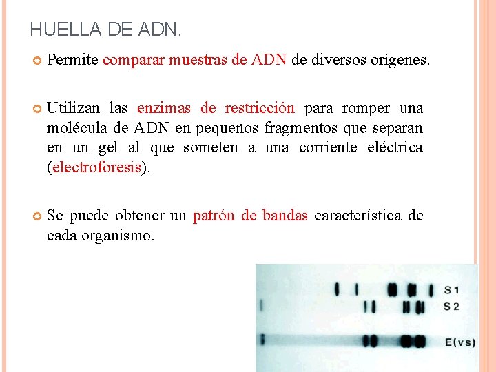 HUELLA DE ADN. Permite comparar muestras de ADN de diversos orígenes. Utilizan las enzimas