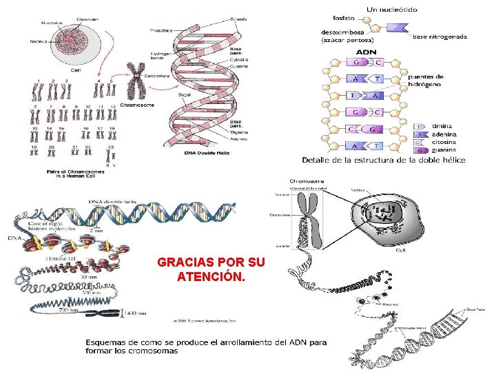 GRACIAS POR SU ATENCIÓN. 