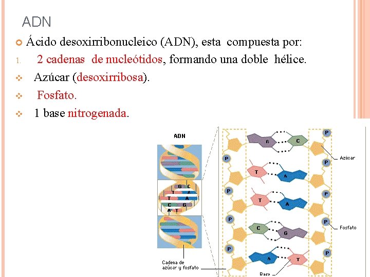 ADN Ácido desoxirribonucleico (ADN), esta compuesta por: 1. 2 cadenas de nucleótidos, formando una