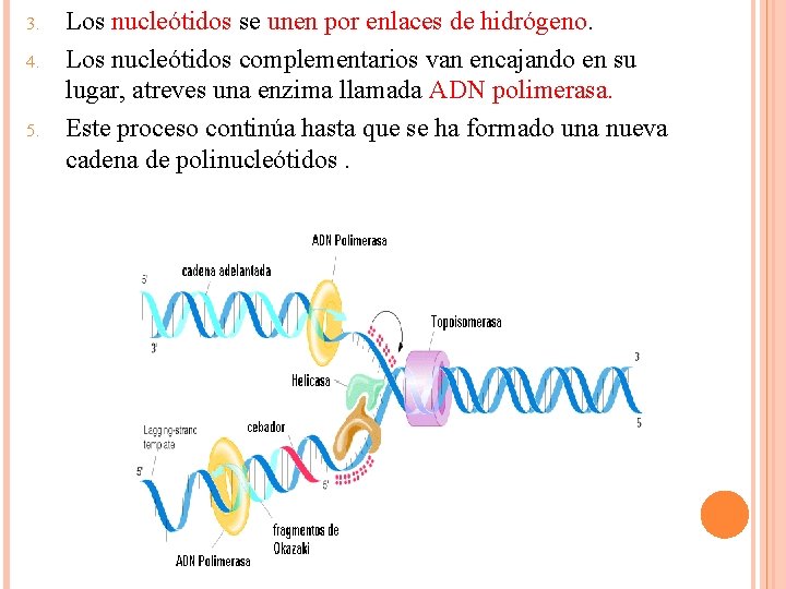 3. 4. 5. Los nucleótidos se unen por enlaces de hidrógeno. Los nucleótidos complementarios